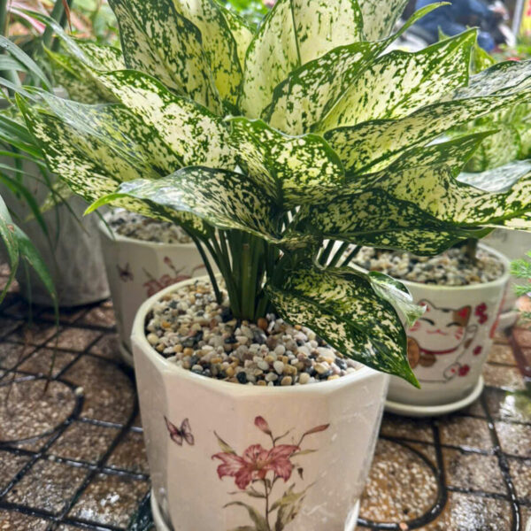 Cây cảnh để bàn mẫu 10 Cây để bàn