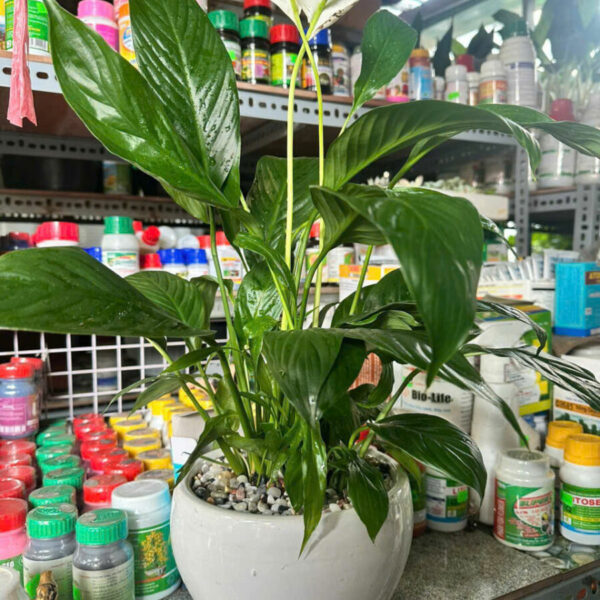 Cây cảnh để bàn mẫu 16 Cây để bàn