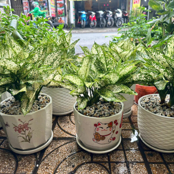 Cây cảnh để bàn mẫu 17 Cây để bàn