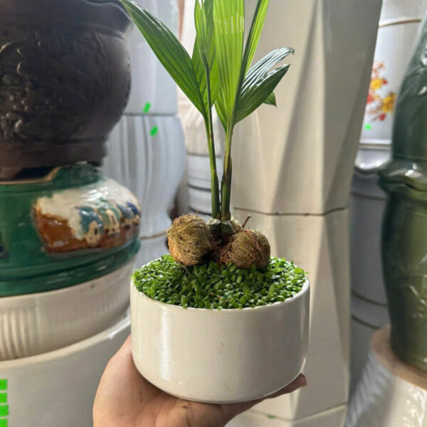 Cây cảnh để bàn mẫu 18 Cây để bàn