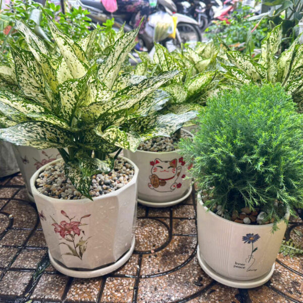 Cây cảnh để bàn mẫu 19 Cây chậu để bàn