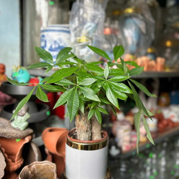 Cây cảnh để bàn mẫu 21 Cây chậu để bàn