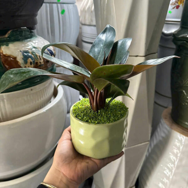 Cây cảnh để bàn mẫu 22 Cây chậu để bàn