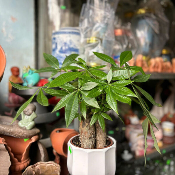 Cây cảnh để bàn mẫu 23 Cây chậu để bàn