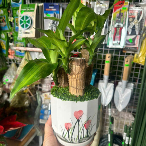 Cây cảnh để bàn mẫu 27 Cây chậu để bàn