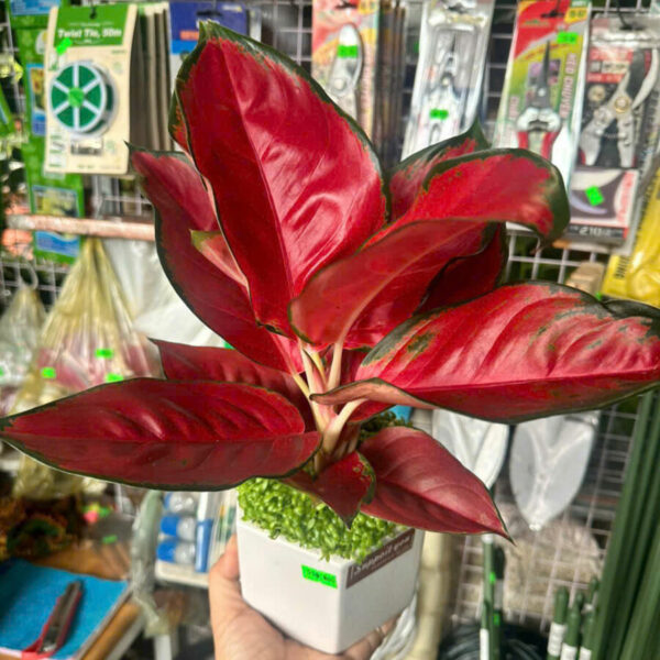 Cây cảnh để bàn mẫu 3 Cây để bàn