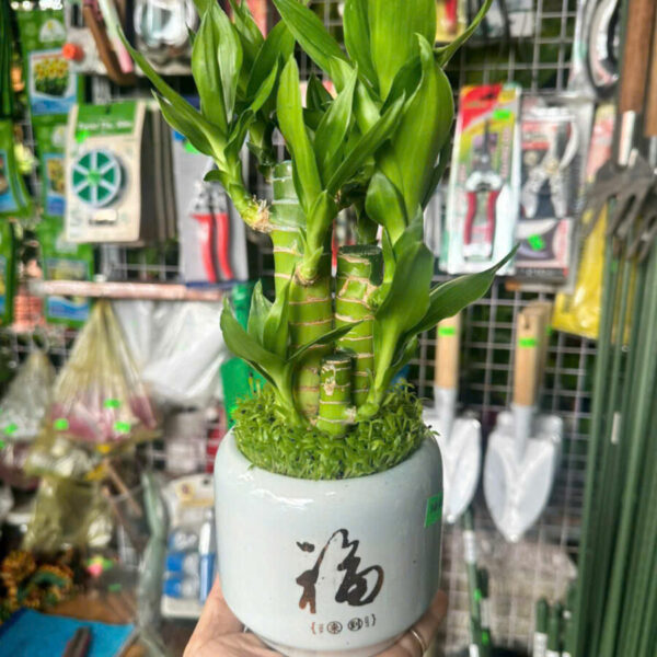 Cây cảnh để bàn mẫu 30 Cây chậu để bàn