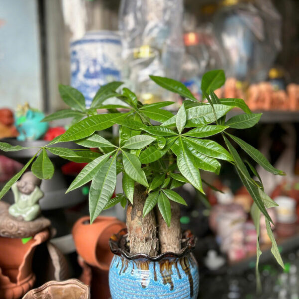 Cây cảnh để bàn mẫu 32 Cây chậu để bàn