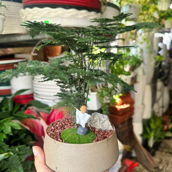 Cây cảnh để bàn mẫu 33 Cây chậu để bàn