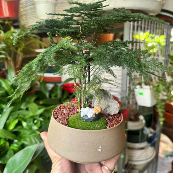 Cây cảnh để bàn mẫu 34 Cây chậu để bàn