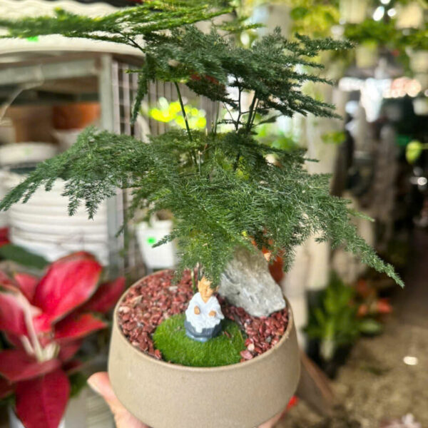 Cây cảnh để bàn mẫu 4 Cây để bàn