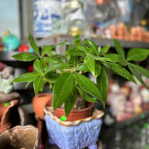 Cây cảnh để bàn mẫu 5 Cây để bàn