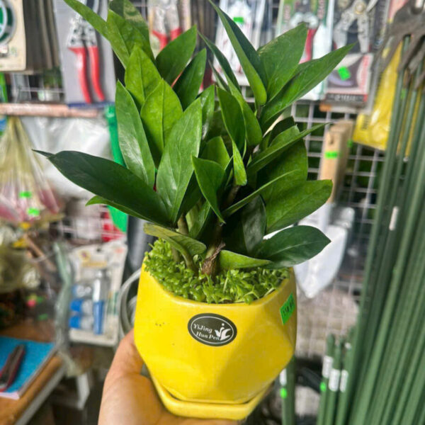 Cây cảnh để bàn mẫu 37 Cây chậu để bàn