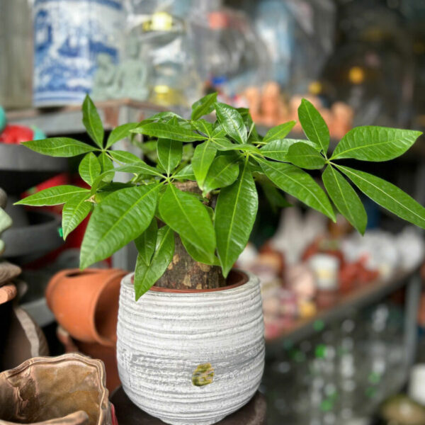 Cây cảnh để bàn mẫu 42 Cây chậu để bàn