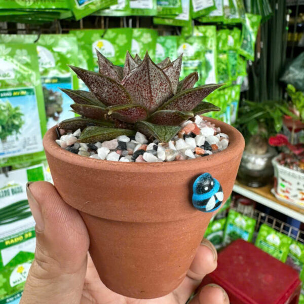 Cây cảnh để bàn mẫu 6 Cây để bàn