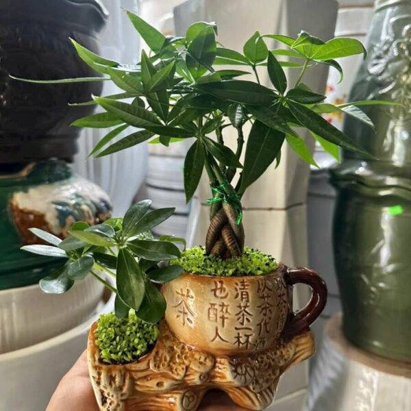 Cây cảnh để bàn mẫu 9 Cây để bàn