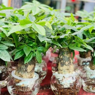 Cây cảnh để bàn mẫu 50 Cây chậu để bàn