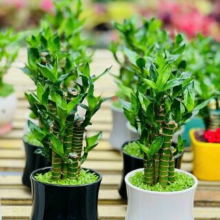 Cây cảnh để bàn mẫu 51 Cây chậu để bàn