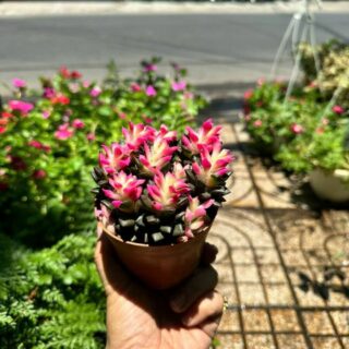 Cây cảnh để bàn mẫu 52 Cây chậu để bàn