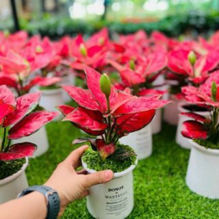 Cây cảnh để bàn mẫu 53 Cây chậu để bàn