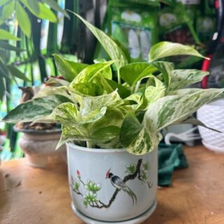 Cây cảnh để bàn mẫu 54 Cây chậu để bàn