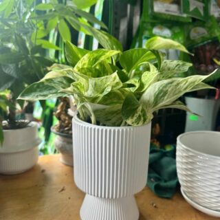 Cây cảnh để bàn mẫu 54 Cây chậu để bàn