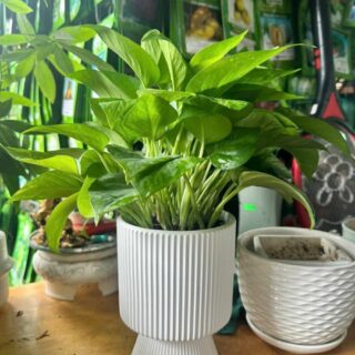 Cây cảnh để bàn mẫu 55 Cây chậu để bàn