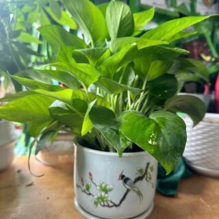 Cây cảnh để bàn mẫu 56 Cây chậu để bàn