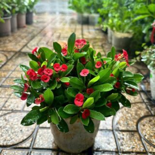 Cây cảnh để bàn mẫu 56 Cây chậu để bàn