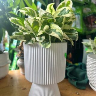 Cây cảnh để bàn mẫu 57 Cây chậu để bàn