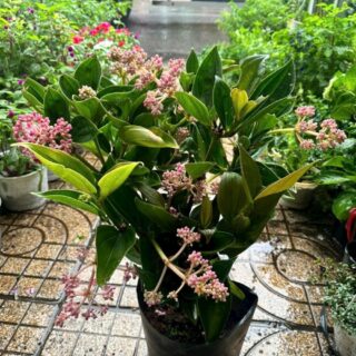 Cây cảnh để bàn mẫu 59 Cây chậu để bàn