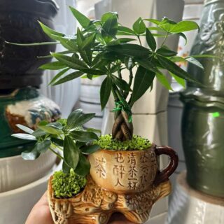 Cây cảnh để bàn mẫu 60 Cây chậu để bàn