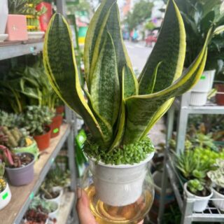 Cây cảnh để bàn mẫu 61 Cây chậu để bàn