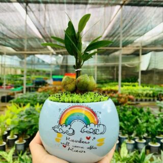 Cây cảnh để bàn mẫu 62 Cây chậu để bàn