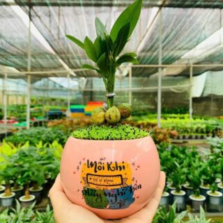 Cây cảnh để bàn mẫu 63 Cây chậu để bàn