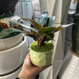 Cây cảnh để bàn mẫu 64 Cây chậu để bàn