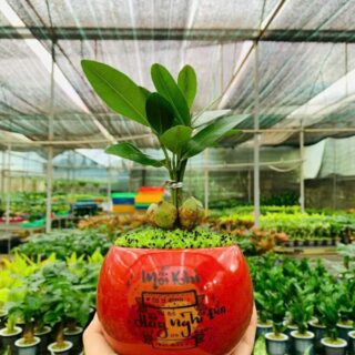 Cây cảnh để bàn mẫu 65 Cây chậu để bàn