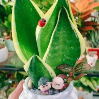 Cây cảnh để bàn mẫu 43 Cây chậu để bàn 3