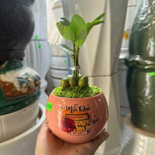 Cây cảnh để bàn mẫu 66 Cây chậu để bàn