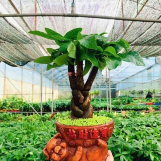 Cây cảnh để bàn mẫu 67 Cây chậu để bàn