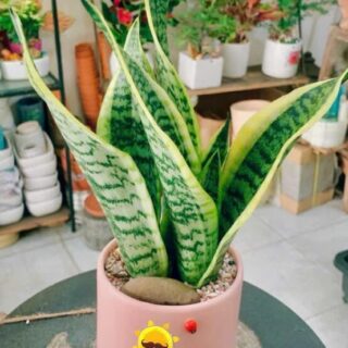 Cây cảnh để bàn mẫu 44 Cây chậu để bàn