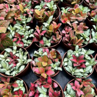 Cây cảnh để bàn mẫu 46 Cây chậu để bàn