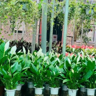 Cây cảnh để bàn mẫu 48 Cây chậu để bàn