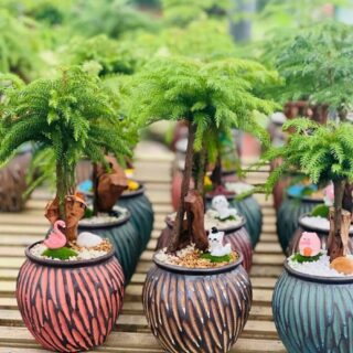 Cây cảnh để bàn mẫu 49 Cây chậu để bàn