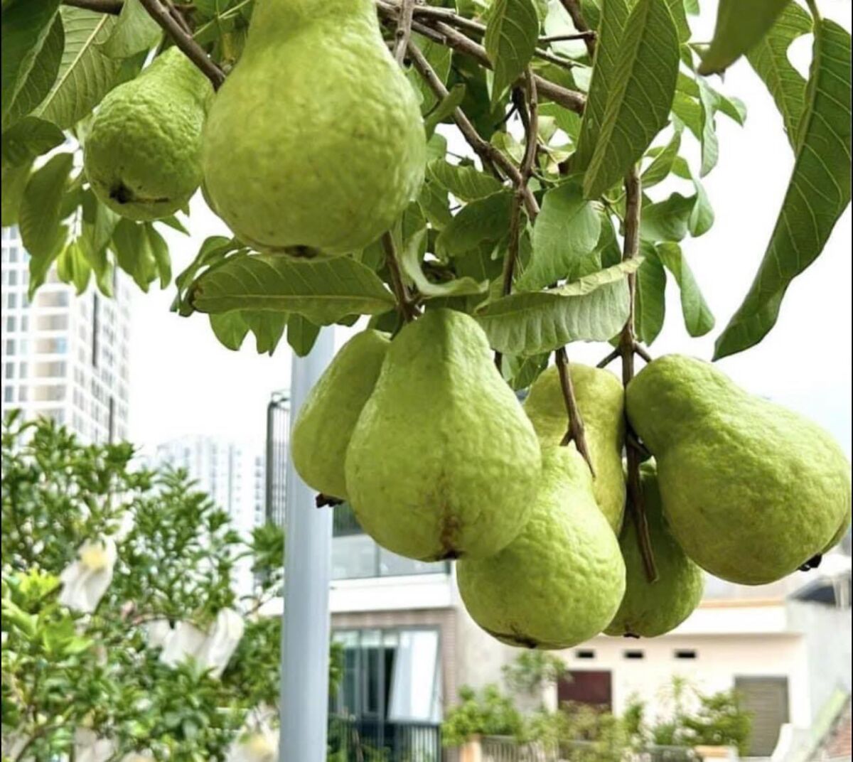 5 kinh nghiệm trồng ổi ra trái ngọt, ngon nhất hiện nay Hướng dẫn chăm sóc cây  