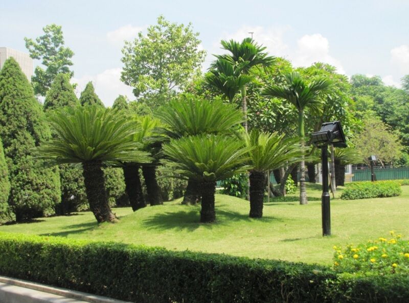 Có nên trồng cây vạn tuế trước nhà? Hướng dẫn chăm sóc cây Cây xanh phong thuỷ Kỹ thuật trồng cây Thiết kế cảnh quan Thiết kế sân vườn  