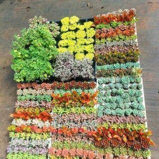 Cây sen đá (đủ màu, đủ giống loài cây) Cây ban công