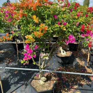 Cây hoa giấy ngũ sắc 5 màu (hoa Thái) Cây ban công