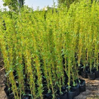 Cây trúc quân tử (trúc trồng hàng rào) Cây công trình