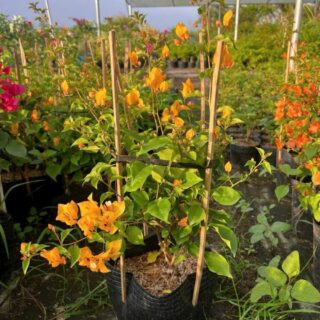 Cây hoa giấy công trình (đủ loại, cây giống, chậu nhựa) Cây công trình